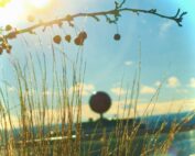 branch with berries and tall grass