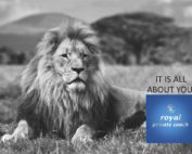 black and white lion in safari